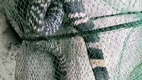 2 big snake in fishing net