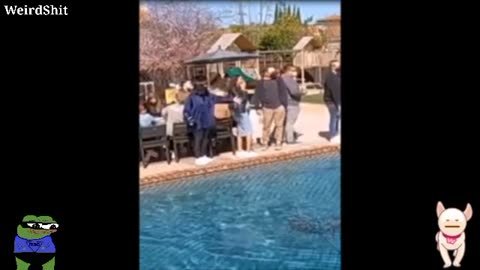 DOG DEFIES THE LAWS OF GRAVITY AND WALKS ON WATER IN A SWIMMING POOL A MIRACLE?