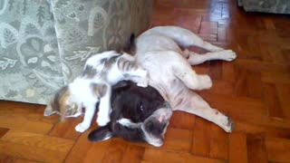 Adorable kitten tests French Bulldog's patience