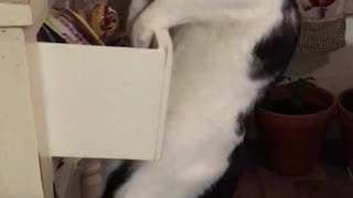 Clever Cat Steals Fortune Cookie From Closed Drawer