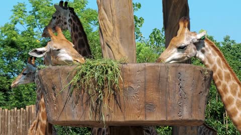 Two Giraffes eating grass in a zoo. Giraffes in safari park. Beautiful giraffes in the zoo
