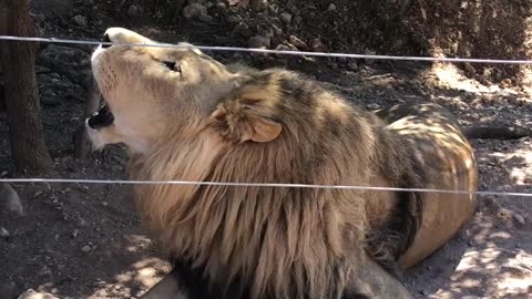 BIG CAT ROARING LION BEHIND FENCE WOOW