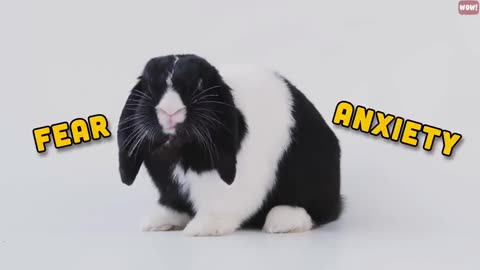 15 things Rabbits Hate