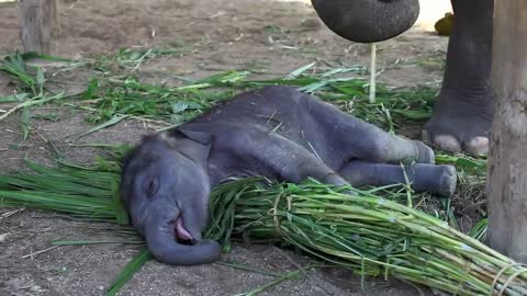 Baby elephant sleeping on mama's food