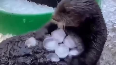 Otters play in ice to stay cool in summer heat 🧊 🥰