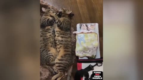 Cute Kitties funny moments!😂😂😂😂😍❤️😂😂😂😂