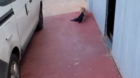 Cat decides to grab its things and move in