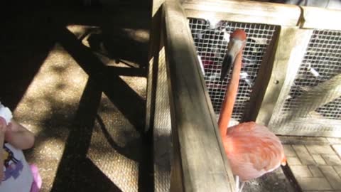 Flamingo Surprises Little Girl With Huge Burp