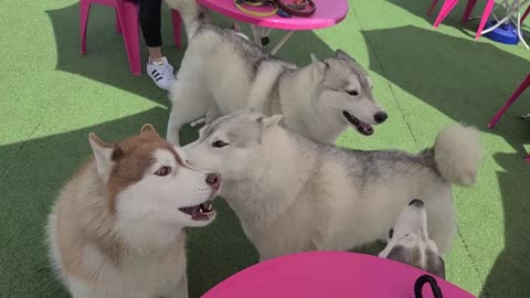 Cute Siberian huskies in conversation. What are we talking about? I'm very curious.