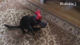 Slowmo red bone dropped on black dog's head
