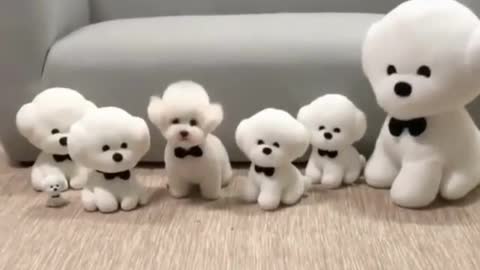 Amazing puppies