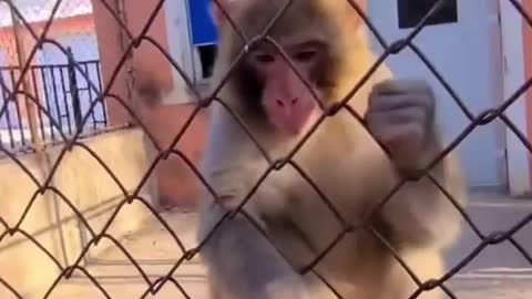 Fun with monkey