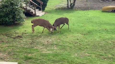 Fighting bucks engage in tense battle in man's backyard