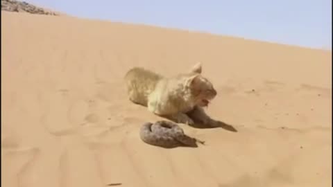 Chat des sables VS Serpent du désert_batch