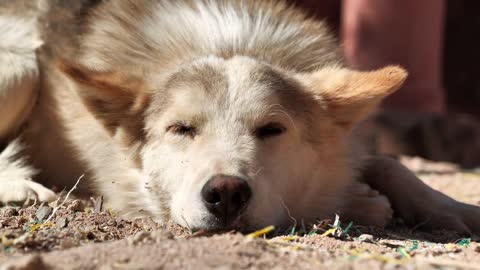 Dog lies and moves his ears, Sinai, Egypt