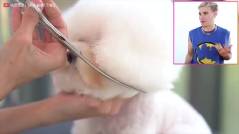 Hairdresser reacts to cute dog haircuts