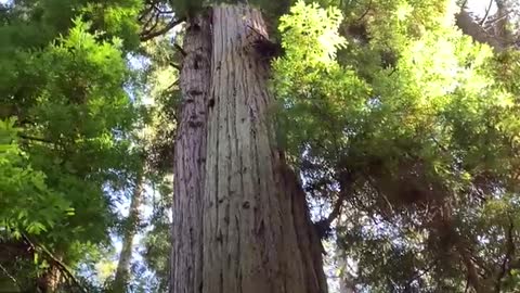 Majestic Redwood Tree in Mount Madonna State Park