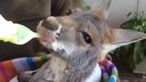 Indi The Resuce Kangaroo Loves Her Milk