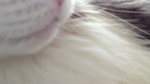 The Only cats beautiful Video You Need to Watch.