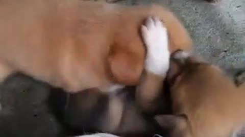 Cute Puppy Fight