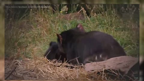 Tasmanian devil Documentary The Biggest Marsupial Carnivore
