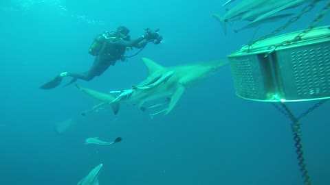 SCUBA DIVER GETS SURROUNDED BY SHARKS!