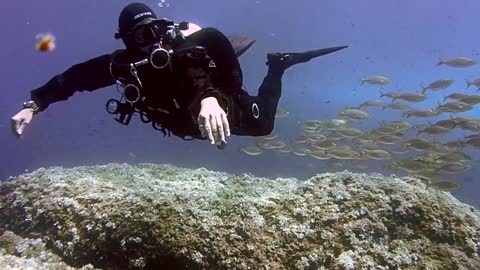 diving with fishes