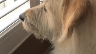 Dogy Looking At The Enemy From The Window