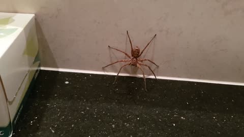 Spider vs Cockroach Battle in the Bathroom