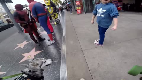 Cute Siberian Husky HOWLING