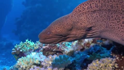 Beautiful rest - Egypt. Underwater world Sharm el sheikh