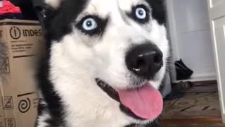Husky goes mental after seeing cat