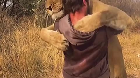 A cute lioness so happy to see her owner(really touching)