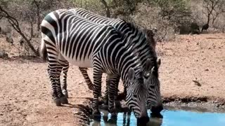 2012 South African Safari Highlights Greater Kuduland Safaris