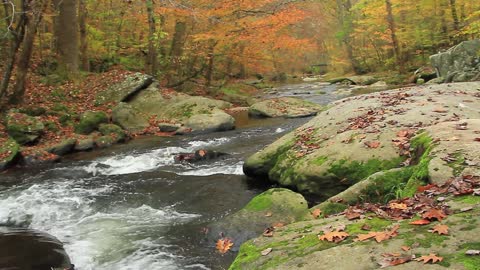 River in a Forest