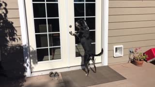 Smart Pup Letting Himself In & Closing