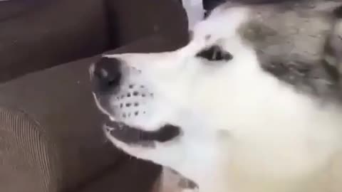 A sneezing dog