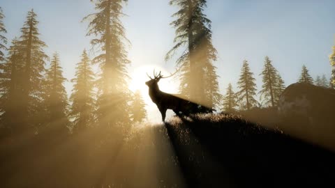 Deer Male in Forest at Sunset