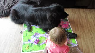 Giant dog destroys toddler's game
