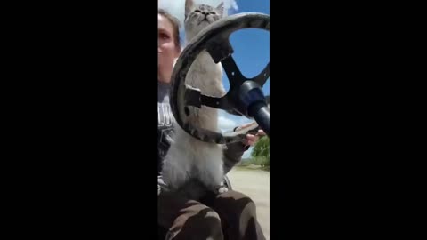 Funniest Cats And Dogs Videos 😁 - Best Funny Animal Videos 2024 🥰#Simba