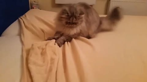 Cat makes changing the bed sheets a near impossible task