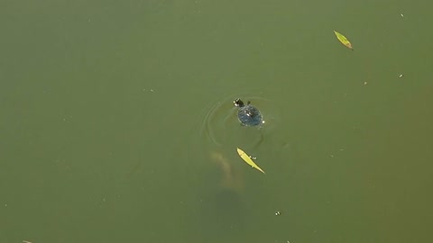 Turtle hunting an insect in a lake