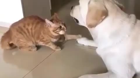 When Cat really want to be a friend of a handsome dog 🐶 funny