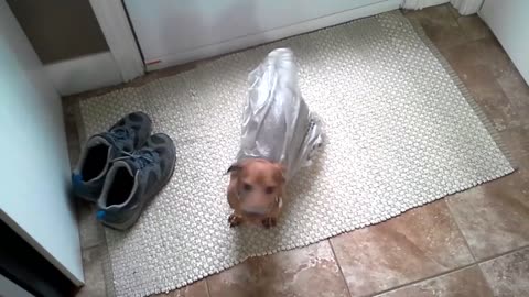 -Dog Gets Stuck in Bag While Stealing Garbage-
