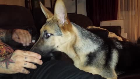 Zeus, My Talking German Shepherd Puppy