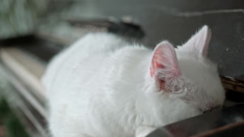 white cat with blue eyes