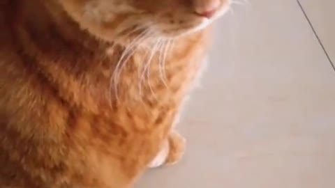 FunnyPetsToday，Funny Cat You Might Never See Before, part142