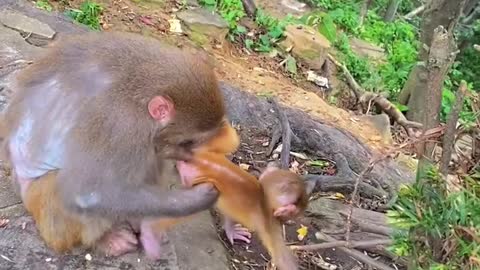 Newborn Baby monkey 33