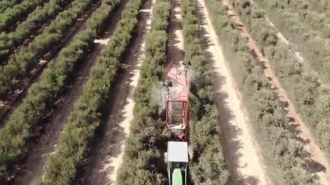 Jojoba Nut Farming and Harvesting - Desert Nut Cultivation Technology - Jojoba Processing in Factory