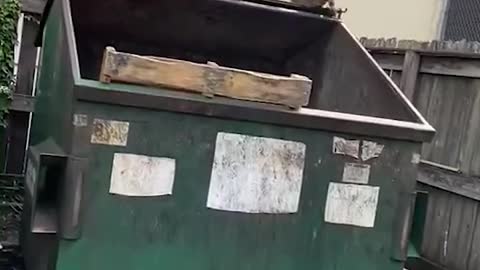 Conductor de camión rescata a una familia de mapaches atrapados en el basurero